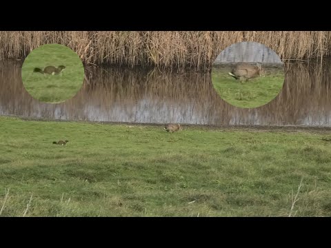 Stoat Hunts Rabbit
