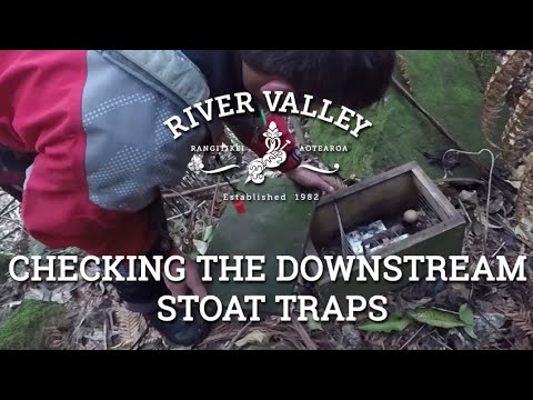 Checking The Downstream Stoat Traps