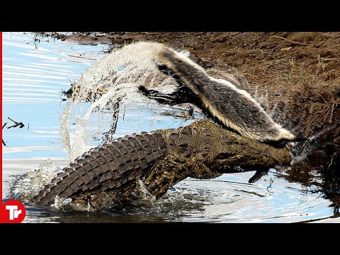Honey Badger Messed with the Wrong Opponent