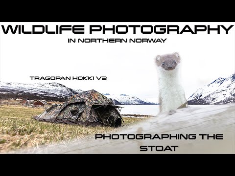 WILDLIFE PHOTOGRAPHY // PHOTO hide // The STOAT // TRAGOPAN hokki v3