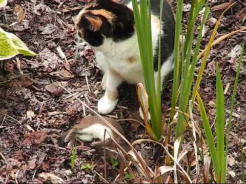 Cat kills stoat