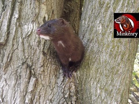 What is a Mink?