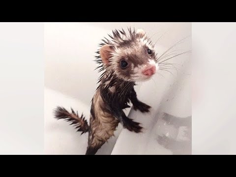 Are FERRETS FUNNIER than CATS & DOGS? See for yourself! – Ultra FUNNY FERRET VIDEOS