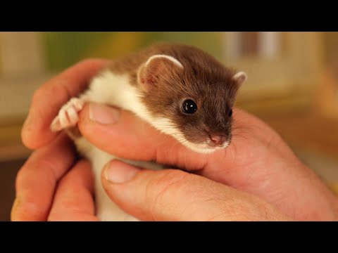 Rescuing Baby Stoats Ready For Life in the Wild | Rescued & Returned to the Wild | Robert E Fuller