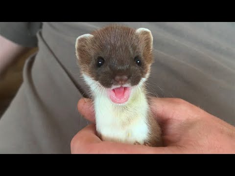 Two Rescued Stoats Journey to Freedom | Rescued & Returned to the Wild | Robert E Fuller