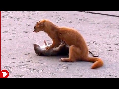 This Is How Weasels Torture Their Prey..Too Much Pain