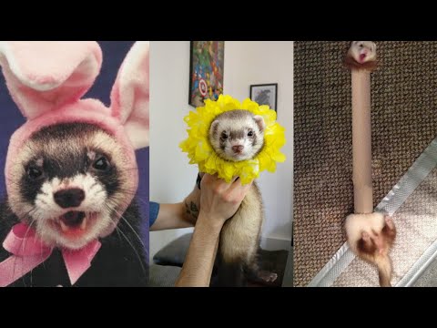 ðŸ˜‚ Ferrets of Tiktok [Compilation] – Funny Ferrets videos – Funny ferret Fails – funny videos 2020