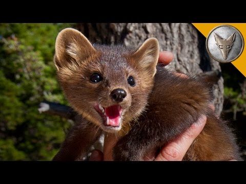 The Pine Marten is Nature’s Most Adorable Assassin!
