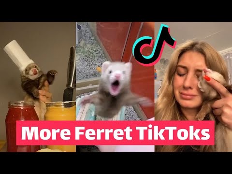 FERRETS Taking Over TikTok | FUNNIEST Trending