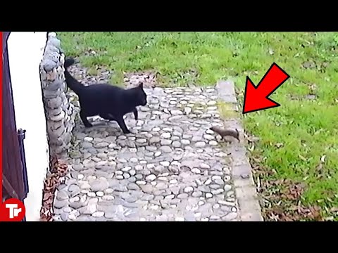 Look What Happened When This Weasel Attacked Cat