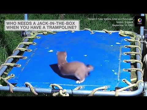 Weasel Kit Goes Wild Bouncing On Children’s Trampoline