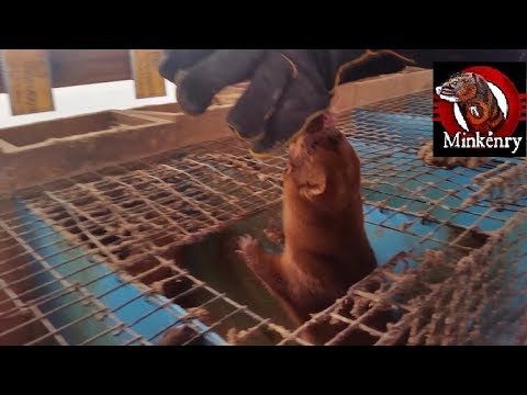The CRAZIEST mink I have EVER seen!!!