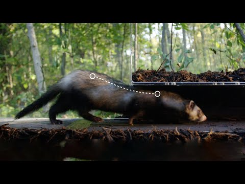 Why are Ferrets So Bendy? | Weasels: Feisty & Fearless | BBC Earth