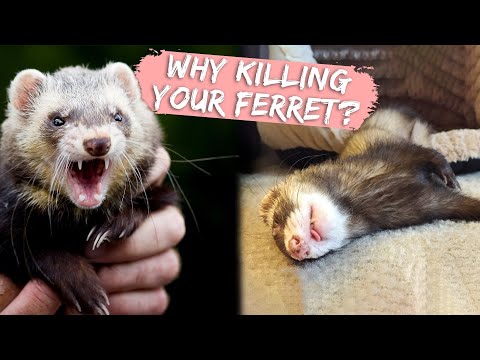 13 Mistakes That Shorten Your Ferret’s Life
