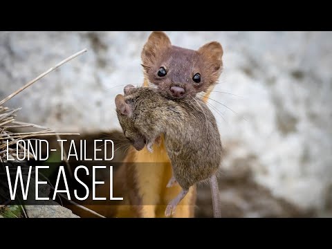LONG-TAILED WEASEL is one of the larger and bloodthirsty weasels in North America