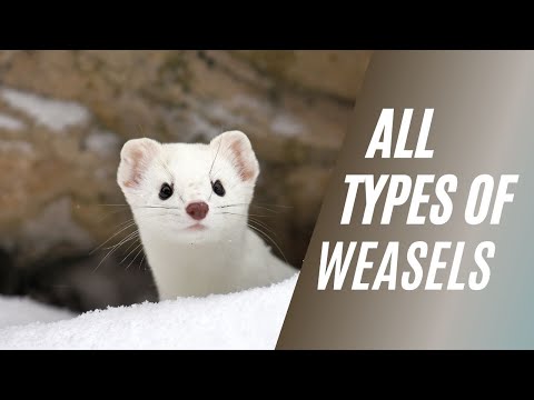 All Types of Weasels