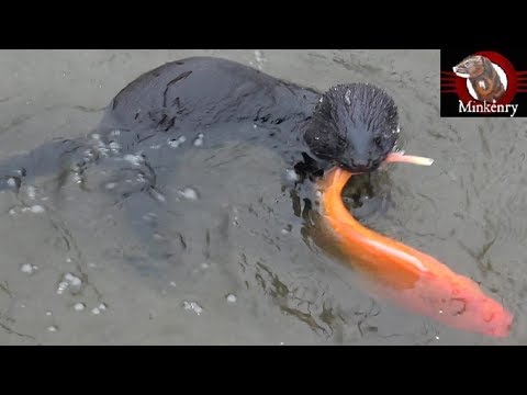 Mamba Catches a GIANT Goldfish! | Episode 11- Black Mamba: Born to Hunt