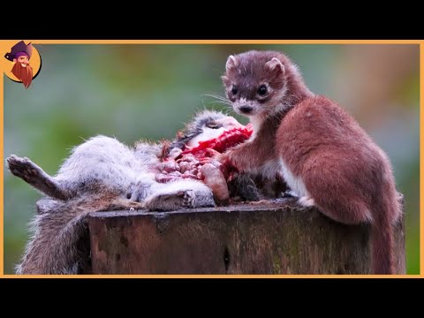 12 Ruthless Stoats Showing No Mercy For Their Prey