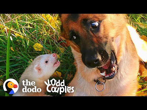Watch This Dog And Ferret Become Best Friends | The Dodo Odd Couples
