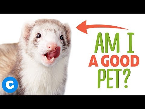 Are Ferrets Good Pets? | Chewy