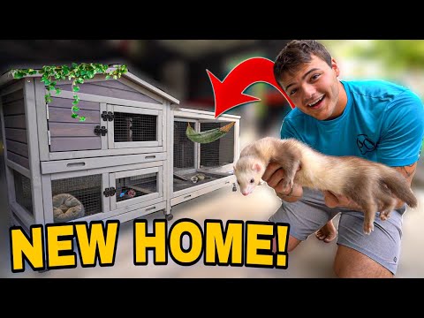 My PET FERRET gets a NEW HOME!!!
