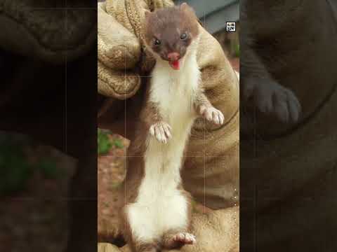Quick Ermine Facts – The Winter Weasel – Animal a Day E Week #shorts