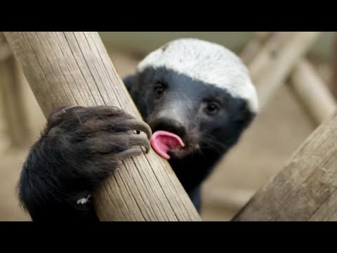 Are Honey Badgers Big-Brained? | Weasels: Feisty & Fearless | BBC Earth
