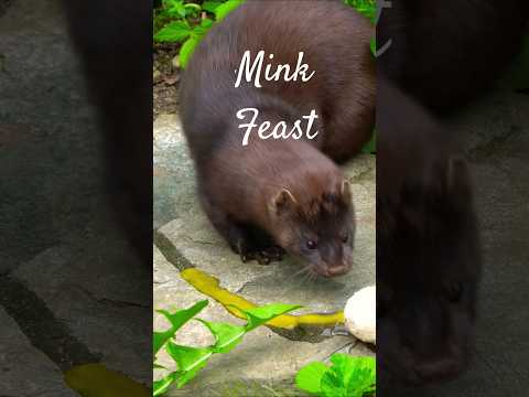 Mink Having an egg breakfast
