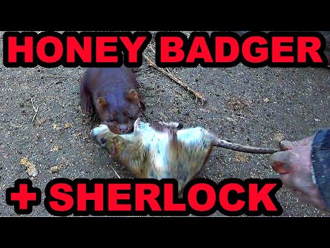 Honey Badger and Sherlock the Mink WIPE OUT Rat Infestation!