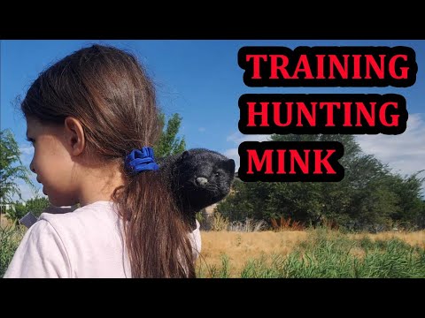 Recall Training Baby Mink, Rascal and Wyatt