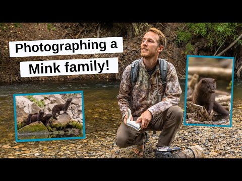Finding & Photographing a family of Minks! How to find Wildlife, I’ll show you my favorite method