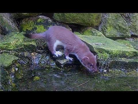 Rescued stoat kit discovers water for 1st time ❤🐾 | Rescued & Returned to the Wild | Robert E Fuller