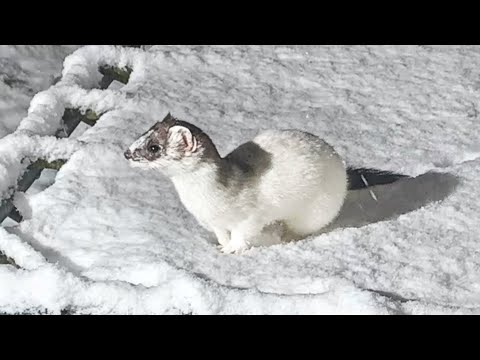 Ermine Stoat Bouncing on a Snowy Trampoline | Discover Wildlife | Robert E Fuller