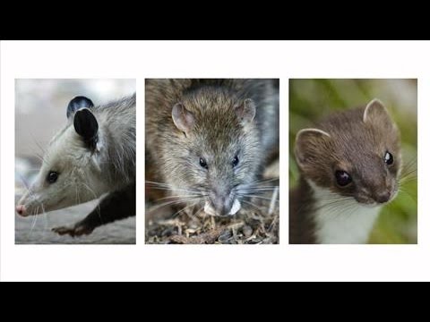 New Zealand’s Most Wanted: Possums, Rats, Stoats