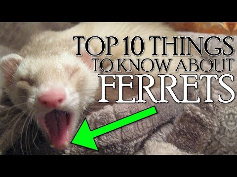 TOP 10 THINGS YOU NEED TO KNOW ABOUT FERRETS!! 2018 [Not Clickbait]