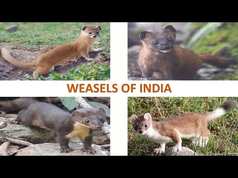 Weasels of India ðŸ‡®ðŸ‡³ | Mammals | Indian Animals