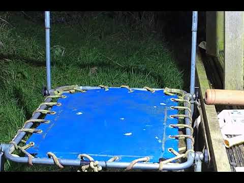 Tiny stoat discovers a trampoline