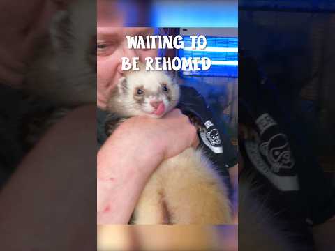Ferret Adventure: Finding New Friends at the Rescue Centre! #ferrets #shorts #short #shortvideos