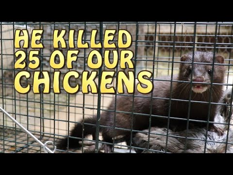 A Mink Killed 25 Of Our Chickens ~ All On Video