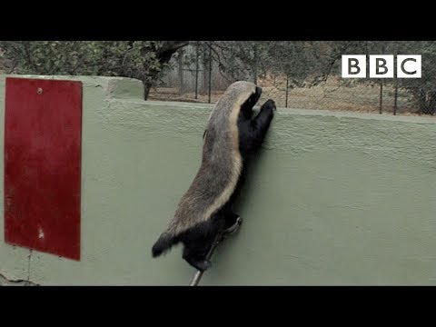 Stoffel, the honey badger that can escape from anywhere! – BBC