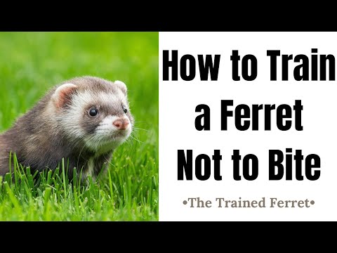 How to Train a Ferret Not to Bite