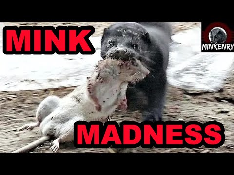 Rat Invasion SMASHED by Mink and Dogs.