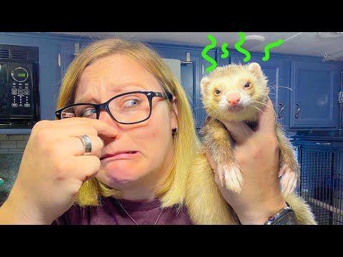 DO FERRETS SMELL BAD ? | Tips to Reduce Ferret Smell