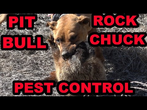 Pit Bull Catches HUGE Rock Chuck Doing Pest Control on the Canal.