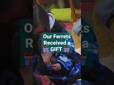 Opening a GIFT for playful ferrets #ferrets #shorts