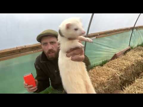 ferreting for rabbits 2023 ! working ferrets ! hunting for rabbits ! rural pest control #hunting