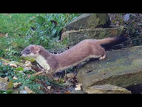 Stoat collecting bedding to line nest with ðŸ�¾ #Shorts
