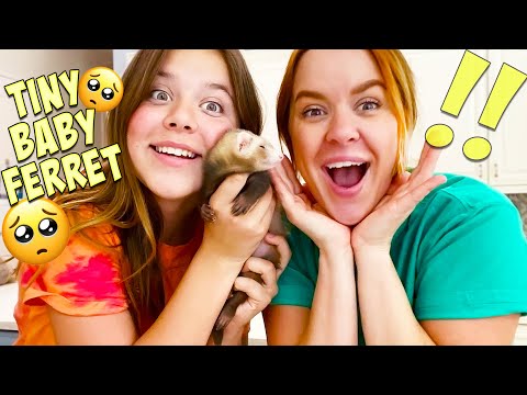 AYDAH GETS A NEW BABY FERRET!! NAME REVEAL