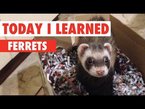 Today I Learned: Ferrets