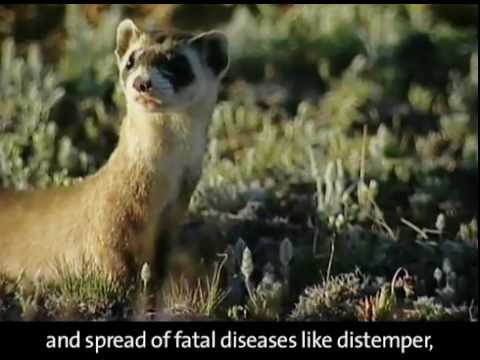 Black-Footed Ferret and Conservation